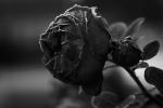 frozen rose bw