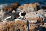 Pinguintorpedo in Bettys Bay