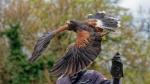 Greifvogel