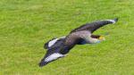Greifvogel