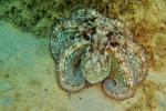 Octopus vulgaris