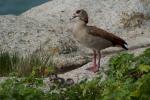 Entenfamilie am Boulders Beach