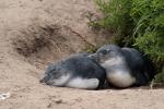 Pinguintorpedo am Boulders Beach