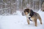 Murphy im Schnee