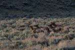(119)	Elk Herde