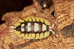 Porcellio expansus