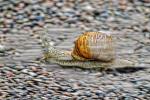Rennschnecke