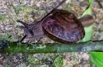 Hemiplecta humphreysiana,
