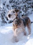 Schnee ist das Höchste mit Hund