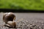 Aug in Aug mit einer Schnecke