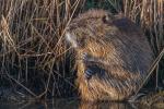 Nutria 2