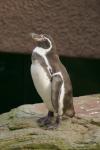 Pinguin