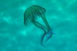 Leuchtqualle (Pelagia noctiluca)