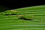 Ensifera Costa Rica