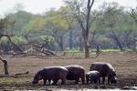 Nyerere Nationalpark