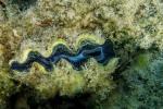 Tridacna