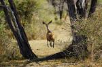 Nyerere Nationalpark