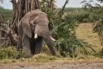 Amboselielefant