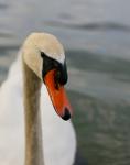 Der Schwan