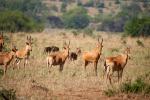 Jacksons Hartebeest