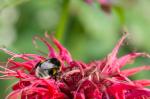 Hummel