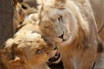 Lions Park 4