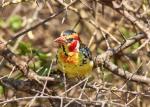 Vogel im Dornengestrüpp