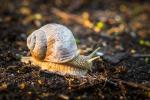 Schnecke im Morgenlicht