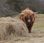 Highland Cattle