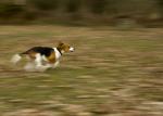 Jagdhund auf Jagd