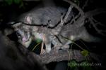 Northern Brushtail Possum