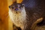 Otter