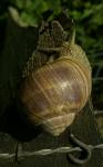 Schnecke