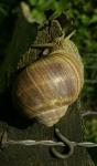 Schnecke