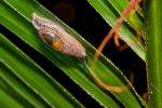 Parmarion spec