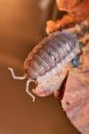 Porcellio spec