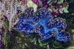 Tridacna