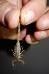 Skorpion (Fam. Ischneuridae)