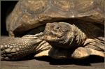 Seychellen-Riesenschildkröten