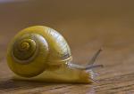 Schnecke quer