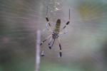 Nephila clavipes