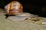 Weinbergschnecke