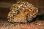 Igel