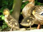 Enten im Zoo