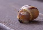 Schnecke1