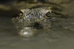 Junges Krokodil im Rufiji River - Tanzania
