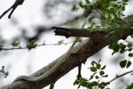 Gefleckte Buschschlange (Philothamnus semivariegatus)