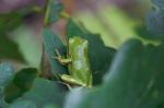 laubfrosch1