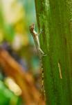 Anolis limifrons