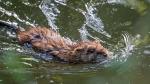 Nutria